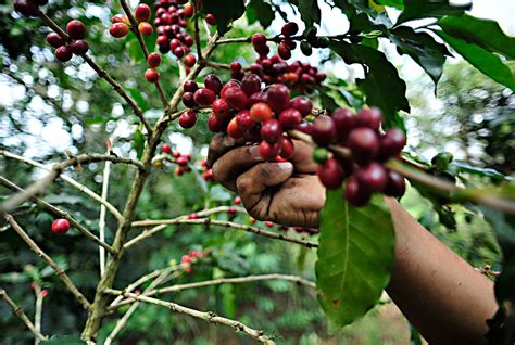 Museo del Café en Chiapas un lugar con sabor a México Nirik