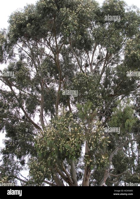 Tasmanian Blue Gum Eucalyptus Globulus In Flower The Tree Grows To