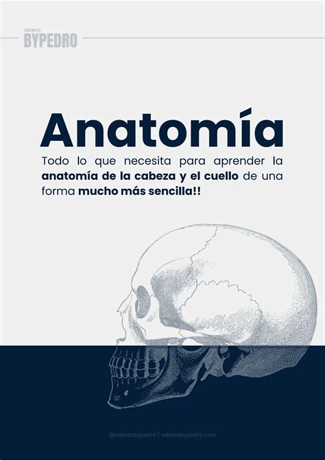 Solution Anatom A Cabeza Y El Cuello Studypool