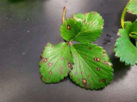 Identifying And Controlling Common Leaf Spot In Strawberry Plant