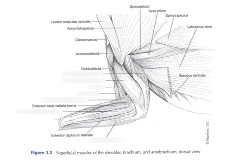 Rabbit Dorsal Muscles Forelimb Diagram Quizlet