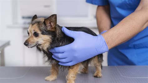 Beneficios y recomendaciones de la esterilización y castración en perros