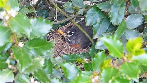 Robins Nest The Eggs Youtube