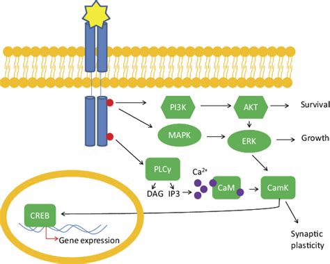 Overview Of Bdnf Signaling Through Trkb Receptors Upon Binding To