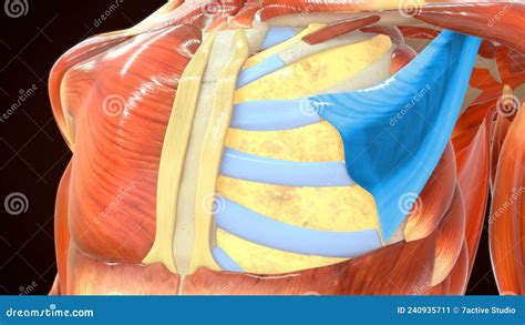 Pectoralis Minor Muscle Which Connects To Ribs Royalty Free Stock