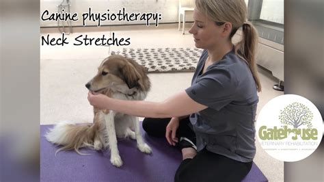 Canine Physiotherapy Neck Stretches For Dogs Youtube