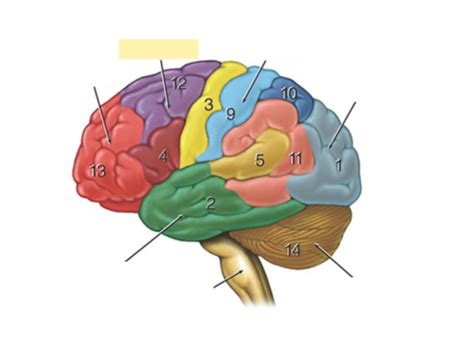 Functional Areas Of The Cerebral Cortex Flashcards Quizlet