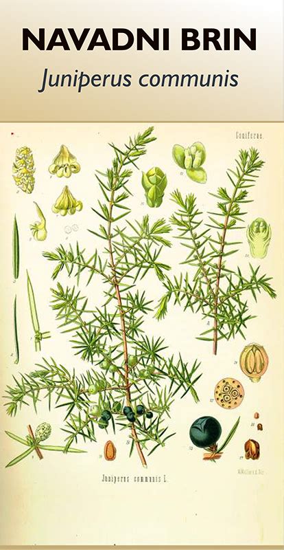 Navadni Brin Juniperus Communis