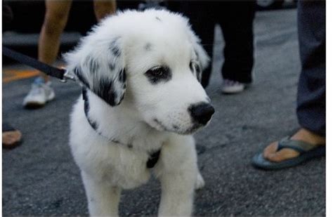 Aussiedor Australian Shepherd Labrador Retriever Mix Info And Pictures