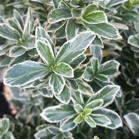 Euonymus japonicus 'Microphyllus Variegatus' - Variegated Boxleaf ...