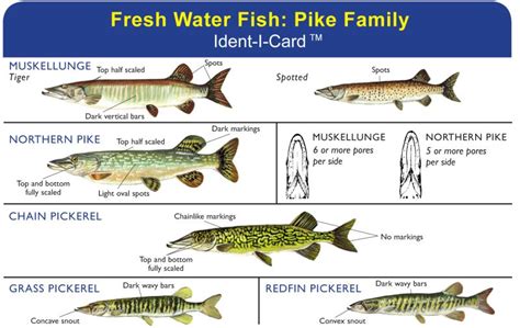 Grass Pickerel