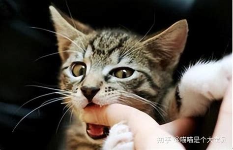 猫咪“轻咬”主人代表的含义，或许你至今还不清楚 知乎