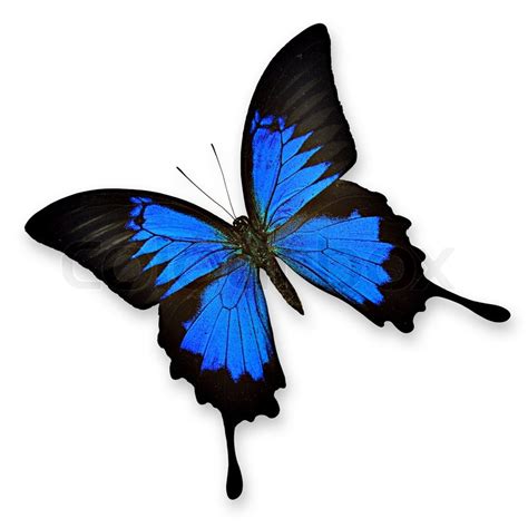 Black and blue butterfly on white background- Papilio ulysses ampelius ...