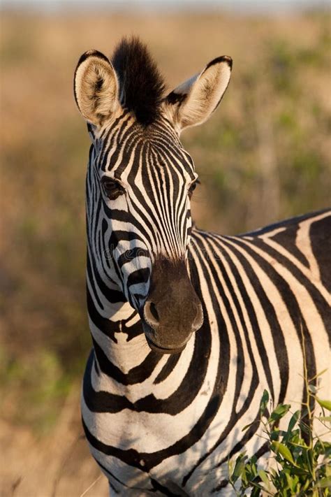 Zebra Portrait Stock Photo Image Of Color Africa Grassland