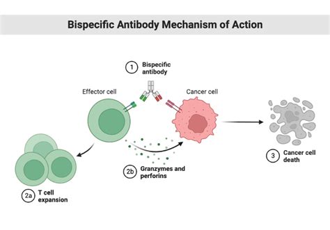 Bispecific Antibody Mechanism of Action | BioRender Science Templates