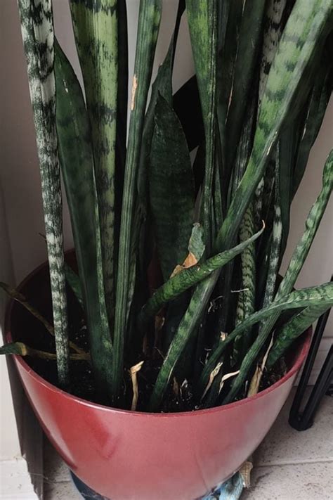 Causes Of Snake Plant Skinny Leaves (Here's What To Do) - Garden For Indoor