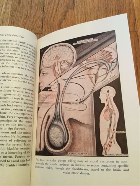 1956 The Illustrated Encyclopedia Of Sex Cadillac Publishing By Willy Vander Ebay