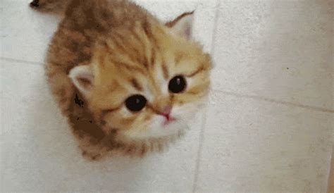 The 46 Cutest Cat GIFs Ever