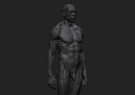 Artstation Ecorché Anatomy Male Reference Model 3d Print Ready