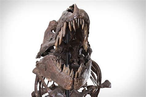 Tyrannosaurus Rex Skeleton | Uncrate