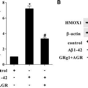 Effects Of Grg Agr On The Expression Of Hmox Primary Hippocampal