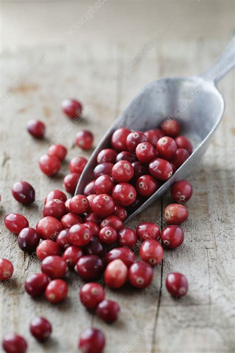 Cranberries Stock Image F012 7380 Science Photo Library