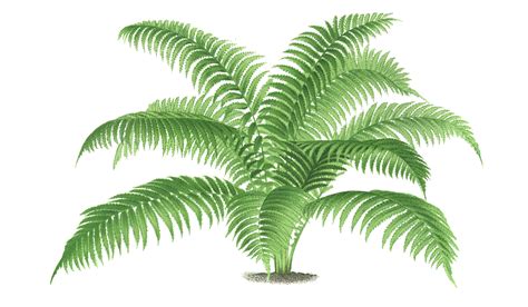 Vintage Illustration Of Palm Tree Plant Free Stock Photo Public