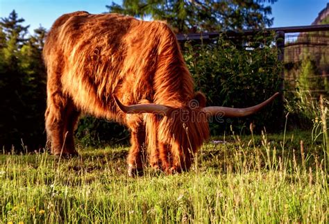 Highland Cattle In Alps Stock Image Image Of Mountain 151797609