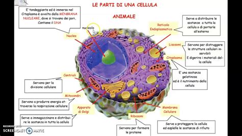 La Cellula Animale Youtube