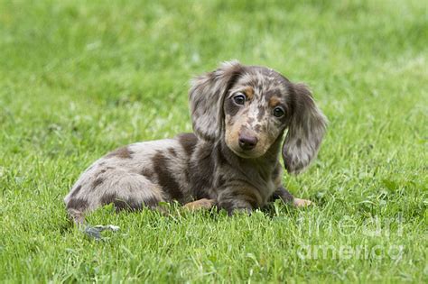 Short Haired Dapple Dachshund