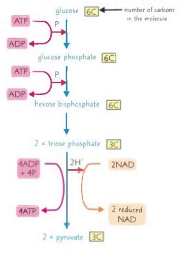 Respiration Flashcards Quizlet