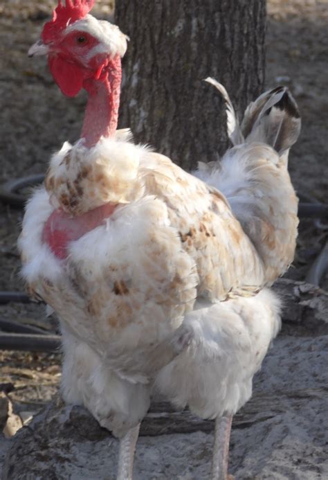 Fizzy The Naked Neck Chicken Breeds Chickens And Roosters Chickens