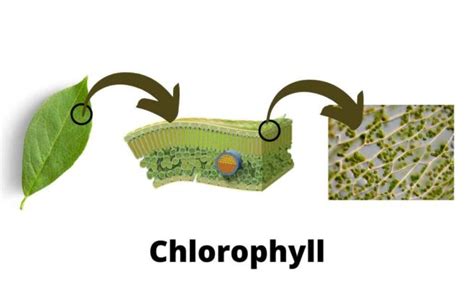 What Is Chlorophyll Composition And Structure