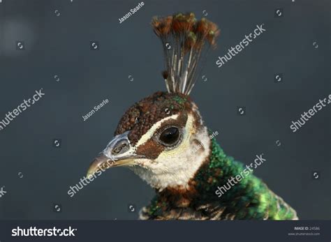 Baby Peacock Stock Photo (Edit Now) 24586