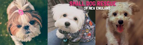 Small Dog Rescue of New England