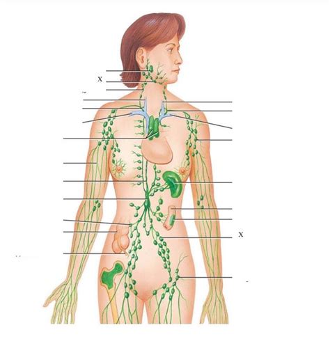 Lab Exam Lymphatic System Illustrations Diagram Quizlet