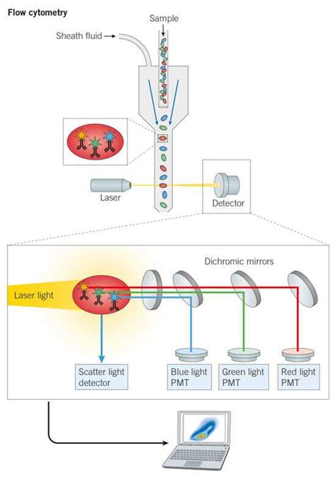 Flow Cytometry User Guide