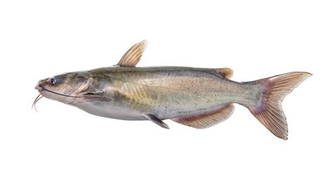 Ictalurus Furcatus Ncfishes