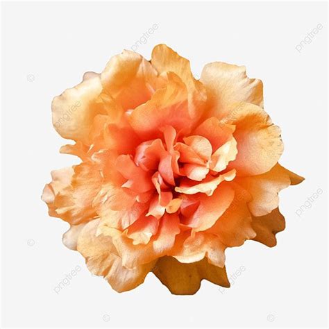 Orange Bright Carnation Flower Flower Orange Flower Clipart Png