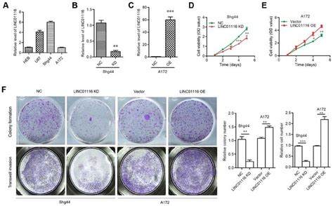 Linc01116 Promotes The Proliferation And Invasiveness Of Glioma A