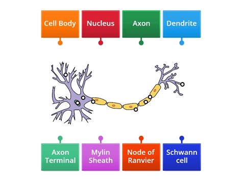 Structure of Neurone - Labelled diagram