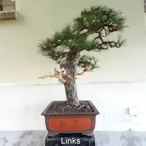 Bonsai Pinus Nigra Schwarzkiefer