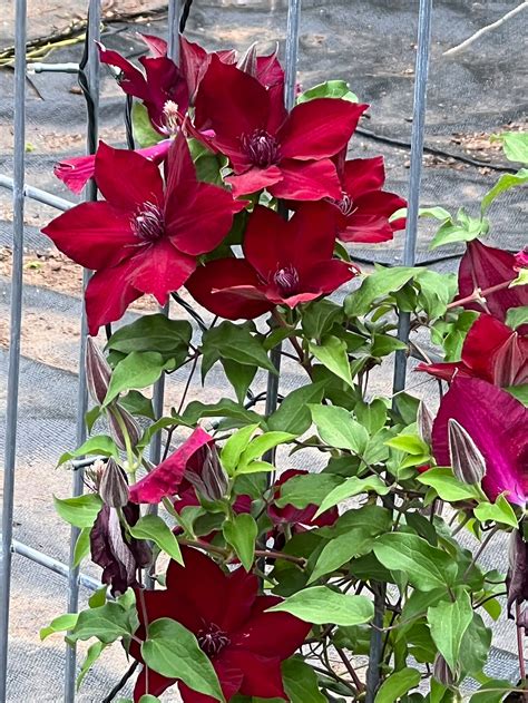 Clematis Red Nubia Seed 10 Etsy