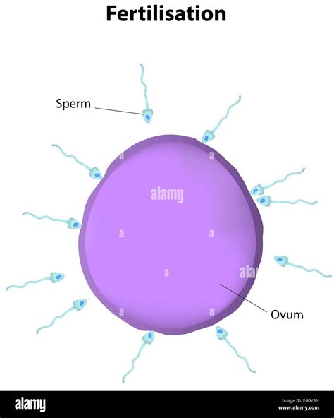 Sperm And Egg Fertilization Hi Res Stock Photography And Images Alamy