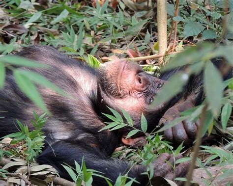 Days Uganda Primates Flying Safari