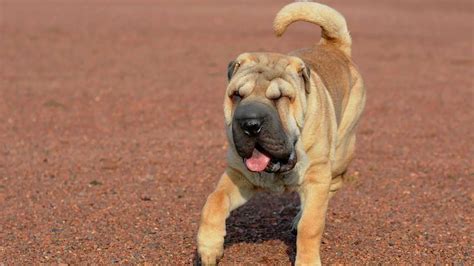 Shar Pei Caracter Sticas Car Cter Y Cualquier Otra Cosa Sobre El