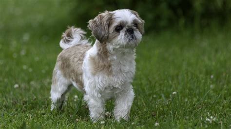 The 11 Best Lap Dog Breeds