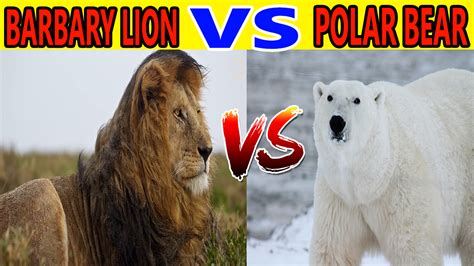 Barbary lion vs polar bear | कौन जीतेगा इनकी लड़ाई में | who would win ...