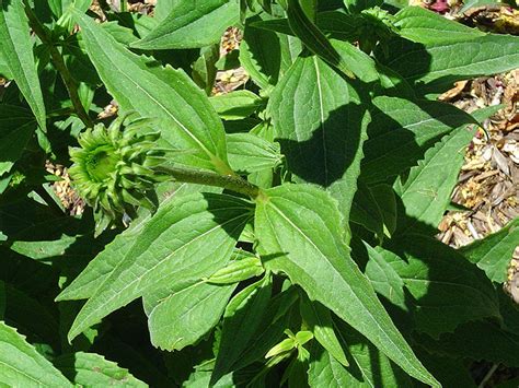 Find Plants Purple Coneflower