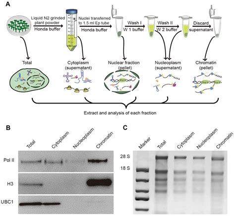 A Brief Workflow Of Chromatin Bound Rna Extraction In Plants A The